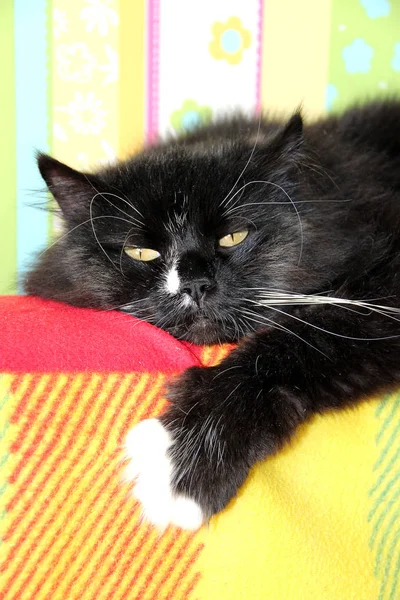 Renkli Arka Koltuk Döşeme Tembel Kara Kedi Koltuk Arkası Ile — Stok fotoğraf
