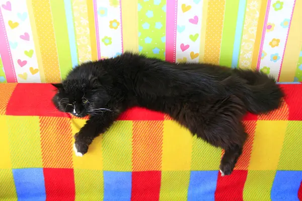 Gato Preto Preguiçoso Que Põe Costas Coloridas Sofá Gato Preto — Fotografia de Stock