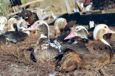 Muscovy ördekleri kümes hayvanlarında dinleniyor. Çiftlik kuşları. Evcil kuşlar