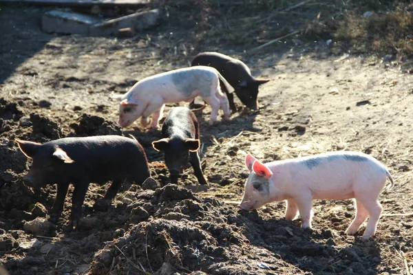 Piglets playing and jolly run in farm yard. Funny pigs in sunny rays. Baby piglets play in yard. Little pigs live at farm in village. Piglets digging in manure