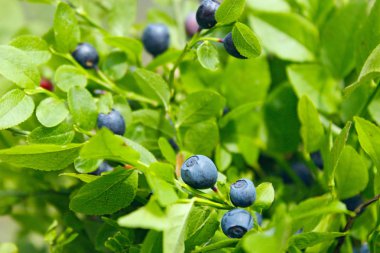 Bilberry orman meyveleri. Whortleberries hasat