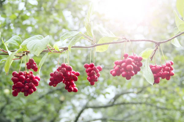 Mogna frukter av röda schizandra med gröna blad hänga i soliga strålar i trädgården — Stockfoto