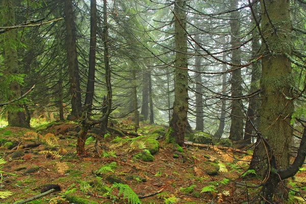 Bosque verde salvaje con abetos viejos. Madera de coníferas — Foto de Stock