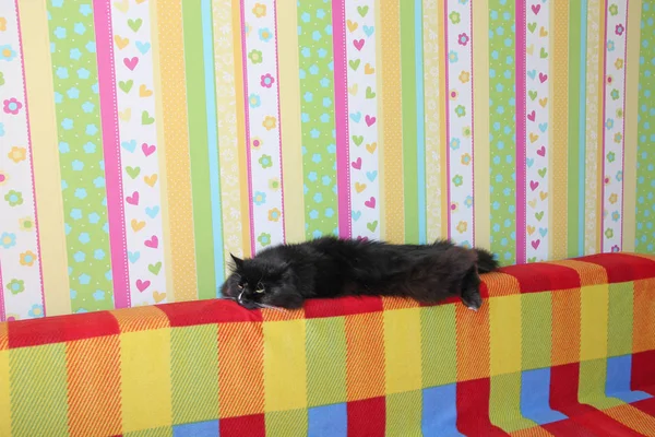 Black cat laying on colored back of sofa. Domectic animal has a rest