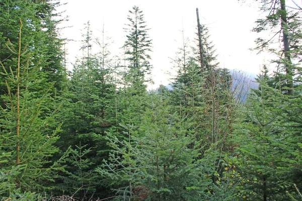 Wild green forest with old spruces. Coniferous wood — Stock Photo, Image