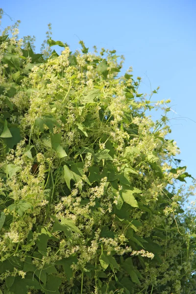 Gęste zarośla Kolczurka klapowana kwitnący ogród. Zielone ściany — Zdjęcie stockowe