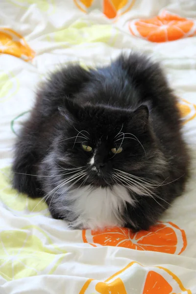 Gato acostado sobre manta de color con imagen cítrica. El animal doméstico descansa —  Fotos de Stock