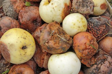 Bahçede kompost yığını üzerinde çürük ve beyaz elma. Meyve bahçesinden Crop.