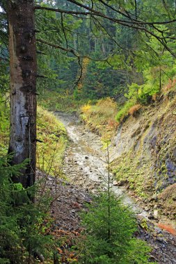 Dağlık yamaçlarda yeşil ormanda akan dağ Nehri