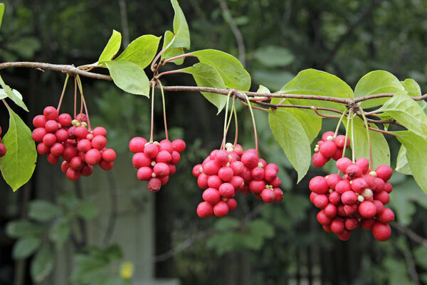 Red schisandra growing on branch in row. Ripe schizandra on liana in garden