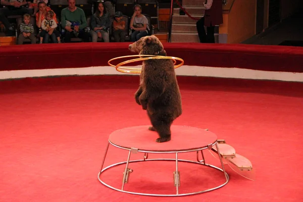 Тренированные медведи крутят обручи на цирковой арене. Медвежьи аплодисменты в цирке — стоковое фото