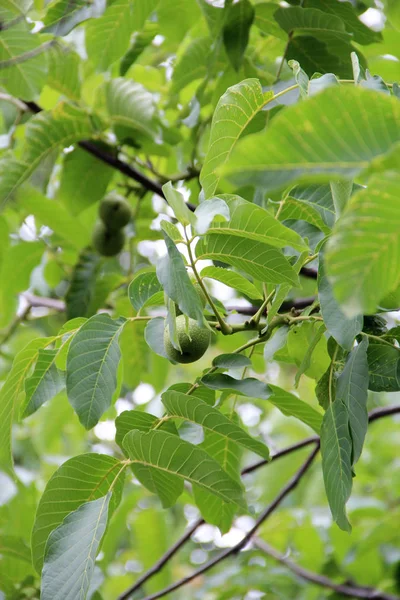 Juglans regia meyve ağacı üzerinde yeşil yapraklar arasında olgunlaşma. Şube büyüyor somun — Stok fotoğraf