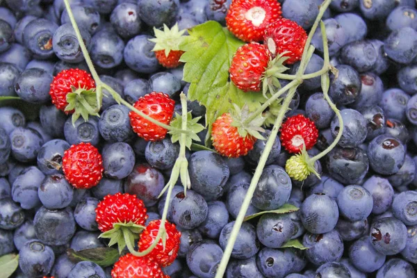 Fresh bilberries and strawberries found in forest. Bright berries