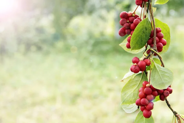 Reife Früchte der roten Schizandra mit grünen Blättern hängen in sonnigen Strahlen im Garten — Stockfoto
