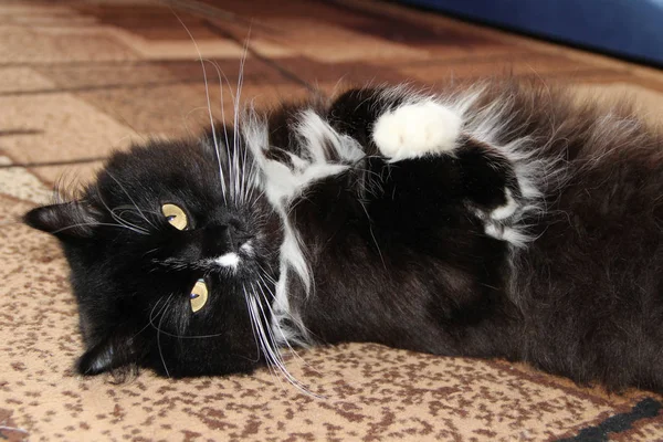 Gato negro tendido en la alfombra en la habitación. Perezosa mascota en casa —  Fotos de Stock