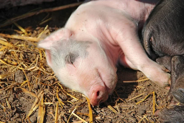 粉红的小猪沐浴在阳光下, 拥抱睡眠 — 图库照片