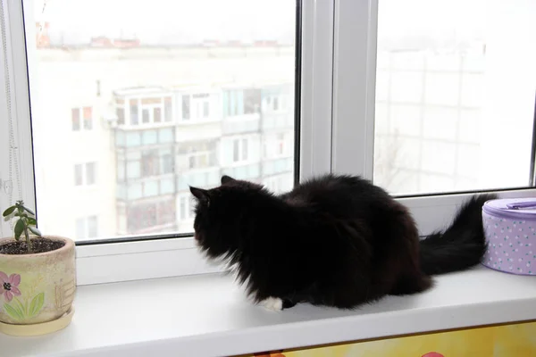 Кот сидит у окна и смотрит в окно. Pet on window-sill — стоковое фото