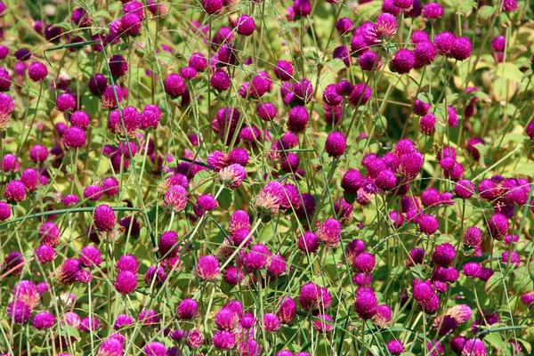 Flores de trevo vermelho no campo de verão. Trevos rosa na grama verde — Fotografia de Stock