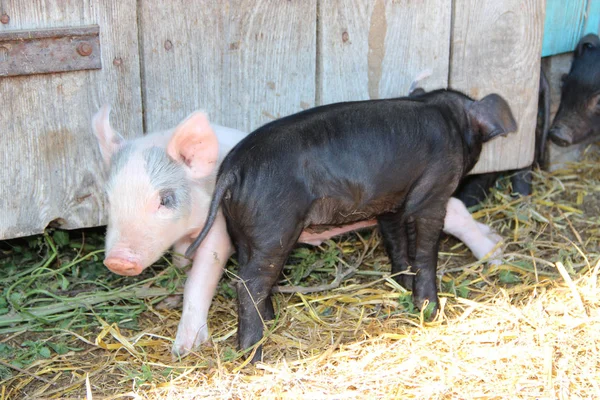 Piglets playing and jolly run in farm yard