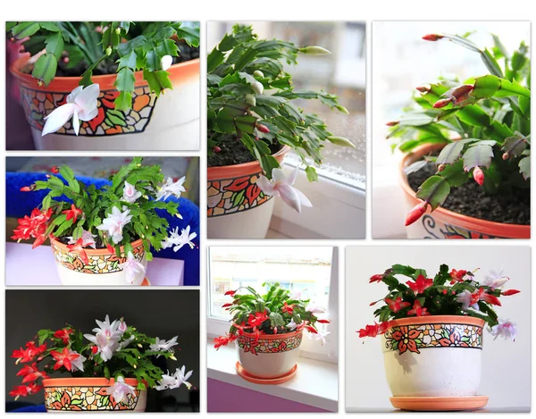 Collage of images of buds and flowers of Schlumbergera red and white flowers — Stock Photo, Image