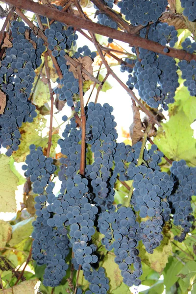 Big clusters of blue ripe grapes hang up — Stock Photo, Image