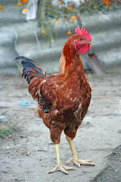 Närbild på vackra kuk eller tupp med brunt och svart fjäder i gård — Stockfoto
