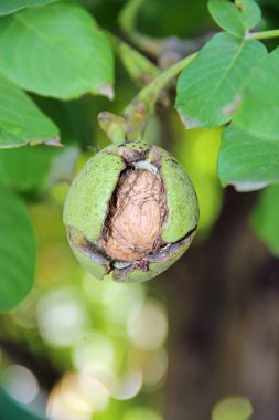 yeşil yaprakları ile şube üzerinde ceviz. Ağaçta Juglans regia meyve olgunlaşma