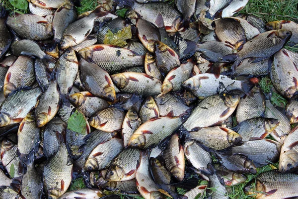 Pile of caught crucians on green grass. Successful fishing — Stock Photo, Image