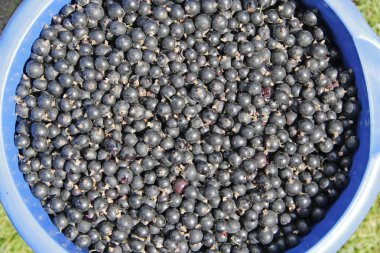 Olgun siyah frenk üzümü makro. Bahçede toplanan hasat