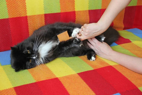 Cuidar de animais domésticos. Cartaz de gato preto — Fotografia de Stock