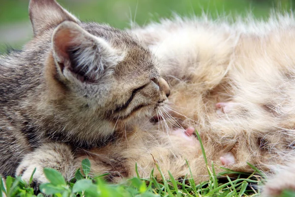 Gatinho cinza chupando leite da mãe gato que coloca na grama verde de perto — Fotografia de Stock