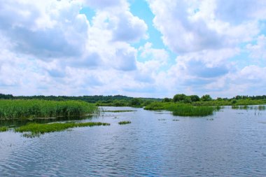 Baston çalıları ile çevrili göl ile Peyzaj