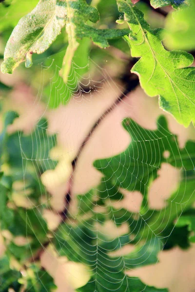 Invisible cobweb among oak leaves. House of spider living in green foliage