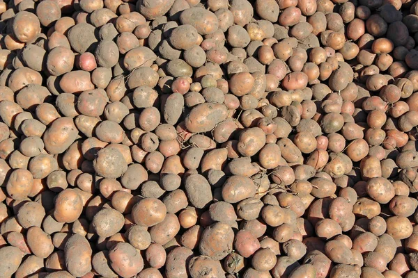 Stapel aardappelen opgeslagen in de kelder. Landbouwproducten — Stockfoto