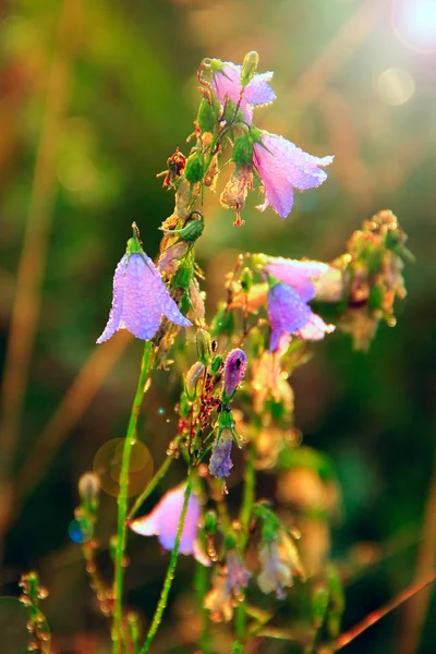 蓝铃美丽的紫丁香蓝铃在阳光明媚的花朵。坎帕努拉之花 — 图库照片