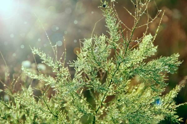 Branches of asparagus officinalis in morning dew — Stock Photo, Image