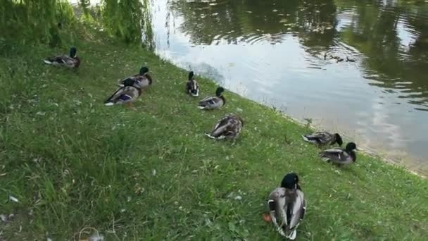 Nehir Kenarında Dinlenen Yaban Ördeklerinin Uçuşu Yaban Grisi Ördek Sürüsü — Stok video