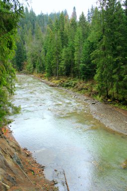 Karpat dağlarının ormanında dağlık nehir