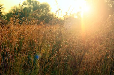 Güneşli ışınlar çayırdaki çimleri aydınlatır. Şafakta çiy ile alan