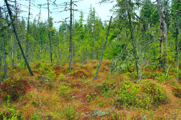 Swamp in Carpathians forest with fir-trees. Fen in taiga — Stock Photo, Image