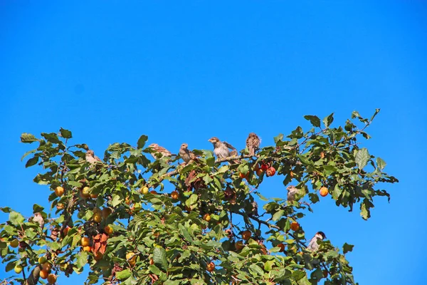 Воробьи сидят на сливе среди ветвей и фруктов — стоковое фото