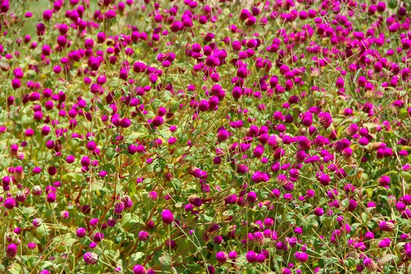 Flowers of red clover in summer field. Red blooming flowers in meadow — Stock Photo, Image