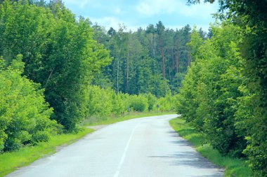 Asfalt yol ve çalılar ile yeşil yol kenarları