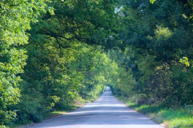 Yol yanı sıra yeşil ağaçlardan doğal kemer