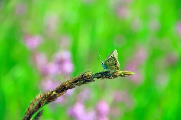 Borboleta de prata cravejado de azul sentado na lâmina seca de perto — Fotografia de Stock