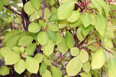 Dallarda schisandra yeşil yaprakları. Meyvesiz Schisandra çalılıkları