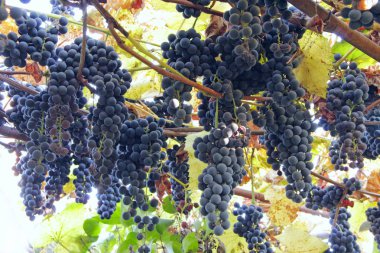 Mavi olgun üzüm büyük kümeleri kapat