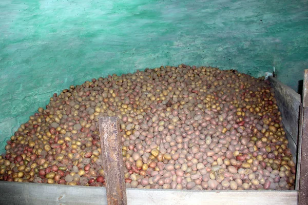 Pilha de batatas armazenadas na adega. Produtos agrícolas — Fotografia de Stock