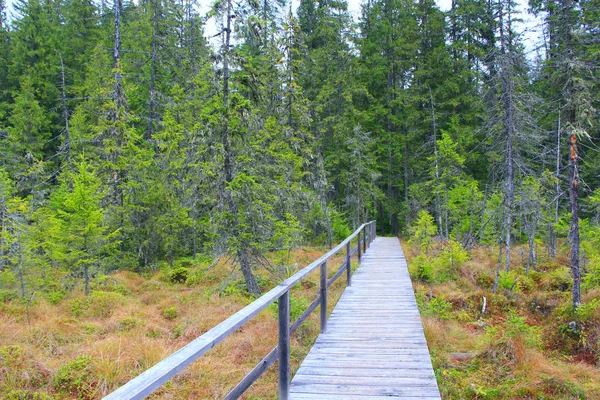 Wooden bridge over swamp in forest in taiga — Stock Photo, Image