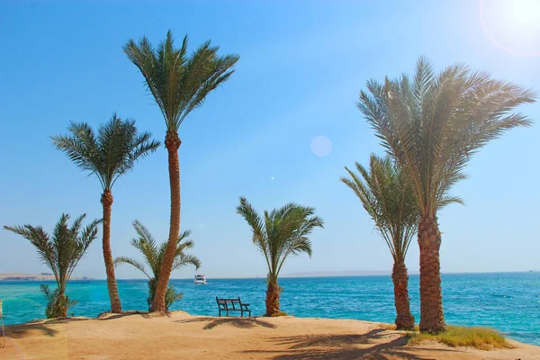 Vista del complejo tropical con palmeras, arena y playa de arena en el Mar Rojo — Foto de stock gratis